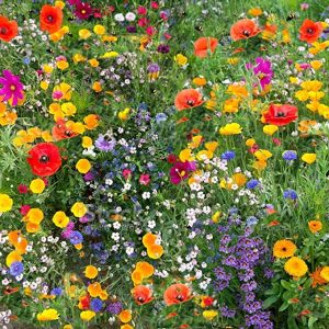 WILDFLOWER SEED TIN 50G