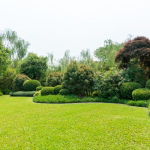 Premium Lawn Turf (TTS2) - Image 3