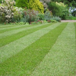 Premium Lawn Turf (TTS2) - Image 2
